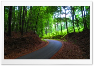 Route in Forest Ultra HD Wallpaper for 4K UHD Widescreen desktop, tablet & smartphone