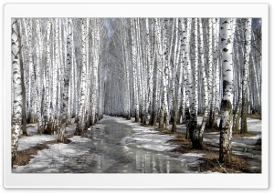 Row Of Birches In The Winter Ultra HD Wallpaper for 4K UHD Widescreen desktop, tablet & smartphone