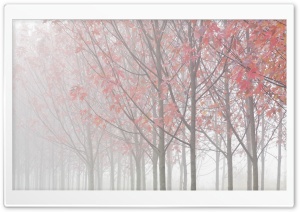 Rows Of Maple Trees Ultra HD Wallpaper for 4K UHD Widescreen desktop, tablet & smartphone