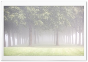 Rows of Trees, Mist Ultra HD Wallpaper for 4K UHD Widescreen desktop, tablet & smartphone