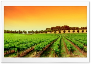 Rows Of Young Grape Vines Ultra HD Wallpaper for 4K UHD Widescreen desktop, tablet & smartphone