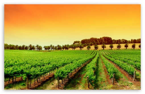 vineyard vines computer background