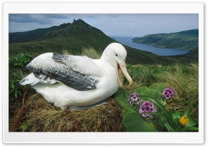 Royal Albatross Campbell Island New Zealand Ultra HD Wallpaper for 4K UHD Widescreen desktop, tablet & smartphone