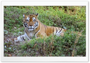 Royal Bengal tiger Ultra HD Wallpaper for 4K UHD Widescreen desktop, tablet & smartphone