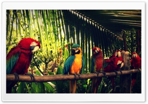 Royal Parrot Ultra HD Wallpaper for 4K UHD Widescreen desktop, tablet & smartphone