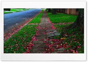 Rua das Flores 4K UHD Wallpaper for Widescreen and UltraWide Desktop, UltraHD TV, Smartphone, Tablet