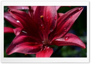 Ruby Red Lily Ultra HD Wallpaper for 4K UHD Widescreen desktop, tablet & smartphone