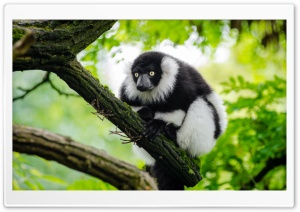 Ruffed Lemur Ultra HD Wallpaper for 4K UHD Widescreen desktop, tablet & smartphone