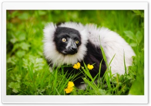 Ruffed Lemur Habitat Ultra HD Wallpaper for 4K UHD Widescreen desktop, tablet & smartphone