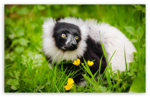 Ruffed Lemur Habitat UltraHD Wallpaper for UHD 16:9 ; HD 16:9 ; UltraWide 21:9 24:10 ; Widescreen 16:10 5:3 ; Fullscreen 4:3 5:4 3:2 ; Tablet 1:1 ; Mobile 9:16 2:3 3:5 3:4 ;