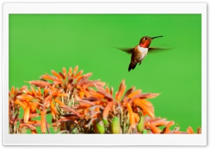 Rufous Hummingbird, Aloe Flowers Ultra HD Wallpaper for 4K UHD Widescreen desktop, tablet & smartphone