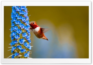 Rufous Hummingbird Feeding from a Flower Ultra HD Wallpaper for 4K UHD Widescreen desktop, tablet & smartphone