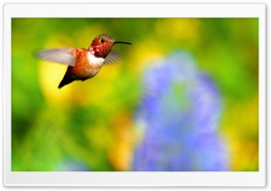 Rufous Hummingbird Flying Ultra HD Wallpaper for 4K UHD Widescreen desktop, tablet & smartphone