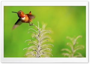 Rufous Hummingbird Male Ultra HD Wallpaper for 4K UHD Widescreen desktop, tablet & smartphone