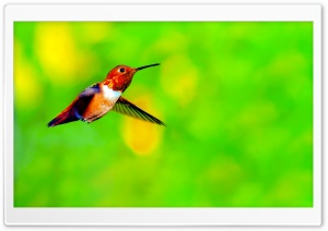 Rufous Hummingbird Male Hovering in Mid air Ultra HD Wallpaper for 4K UHD Widescreen desktop, tablet & smartphone