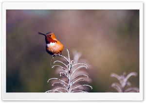 Rufous Hummingbird Perched on a Twig Ultra HD Wallpaper for 4K UHD Widescreen desktop, tablet & smartphone