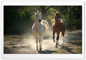 Runaway Horses Ultra HD Wallpaper for 4K UHD Widescreen desktop, tablet & smartphone