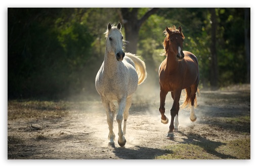 Download Two Horses Running In The Field  Wallpaperscom
