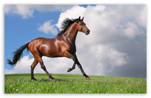 Horse 4k desktop 1080P, 2K, 4K, 5K HD wallpapers free download | Wallpaper  Flare