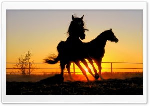 Running Horses Ultra HD Wallpaper for 4K UHD Widescreen desktop, tablet & smartphone