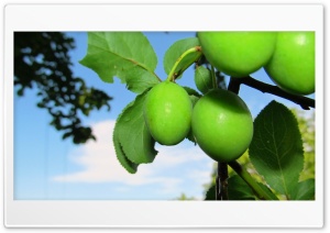 rural green plums Ultra HD Wallpaper for 4K UHD Widescreen Desktop, Lockscreen, Screensaver, TV, Tablet, Smartphone