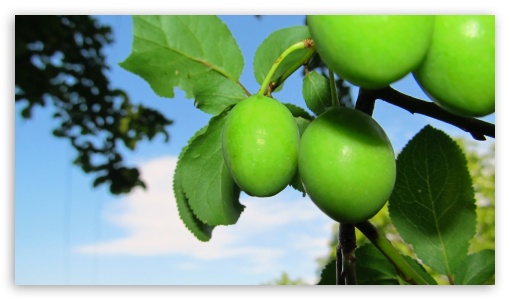 rural green plums UltraHD Wallpaper for UHD 16:9 ; HD 16:9 ;