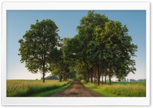 Rural Road, Green Trees, Landscape Ultra HD Wallpaper for 4K UHD Widescreen desktop, tablet & smartphone