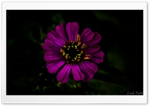 Russian Flower Ultra HD Wallpaper for 4K UHD Widescreen desktop, tablet & smartphone