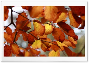Rust Colored Autumn Leaves Ultra HD Wallpaper for 4K UHD Widescreen desktop, tablet & smartphone