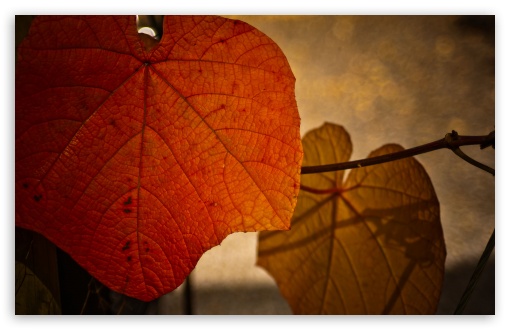 Rust Colored Leaf UltraHD Wallpaper for Widescreen 16:10 5:3 ; Fullscreen 4:3 5:4 3:2 ; Tablet 1:1 ;