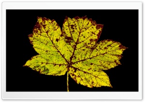 Rust Colored Leaf, Autumn Ultra HD Wallpaper for 4K UHD Widescreen desktop, tablet & smartphone