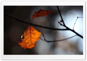 Rust Colored Leaf, Bokeh Ultra HD Wallpaper for 4K UHD Widescreen desktop, tablet & smartphone