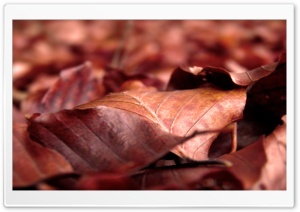 Rust Colored Leaves Ultra HD Wallpaper for 4K UHD Widescreen desktop, tablet & smartphone