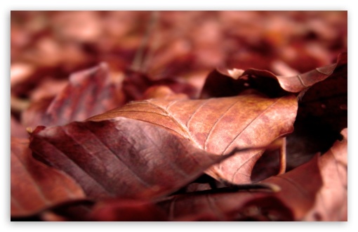 Rust Colored Leaves UltraHD Wallpaper for HD 16:9 ; Widescreen 16:10 5:3 ; Fullscreen 4:3 5:4 3:2 ;