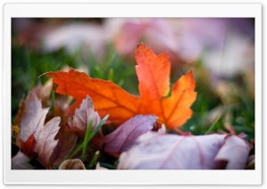 Rust Colored Leaves Bokeh Ultra HD Wallpaper for 4K UHD Widescreen desktop, tablet & smartphone