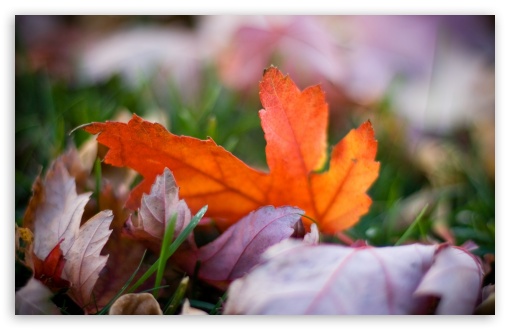 Rust Colored Leaves Bokeh UltraHD Wallpaper for HD 16:9 ; Widescreen 16:10 5:3 ; Fullscreen 4:3 5:4 3:2 ; Tablet 1:1 ;