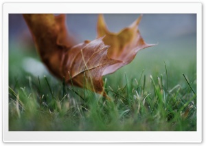 Rust Colored Maple Leaf Ultra HD Wallpaper for 4K UHD Widescreen desktop, tablet & smartphone