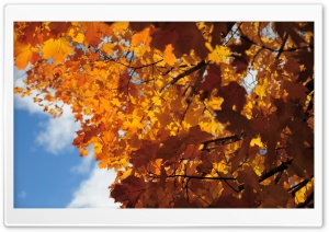 Rust Colored Maple Leaves Ultra HD Wallpaper for 4K UHD Widescreen desktop, tablet & smartphone