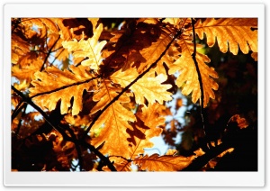 Rust Colored Oak Leaves Ultra HD Wallpaper for 4K UHD Widescreen desktop, tablet & smartphone