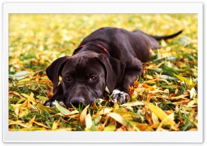 Sad Black Dog Autumn Ultra HD Wallpaper for 4K UHD Widescreen desktop, tablet & smartphone