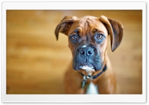 Sad Boxer Dog Ultra HD Wallpaper for 4K UHD Widescreen desktop, tablet & smartphone