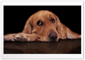 Sad Dog Ultra HD Wallpaper for 4K UHD Widescreen desktop, tablet & smartphone