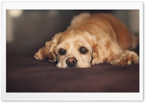 Sad Eyes Dog Ultra HD Wallpaper for 4K UHD Widescreen desktop, tablet & smartphone