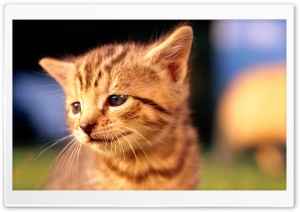 Sad Kitten Face Ultra HD Wallpaper for 4K UHD Widescreen desktop, tablet & smartphone
