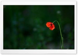 Sad Poppy Ultra HD Wallpaper for 4K UHD Widescreen desktop, tablet & smartphone
