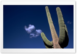 Saguaro Cactus Ultra HD Wallpaper for 4K UHD Widescreen desktop, tablet & smartphone