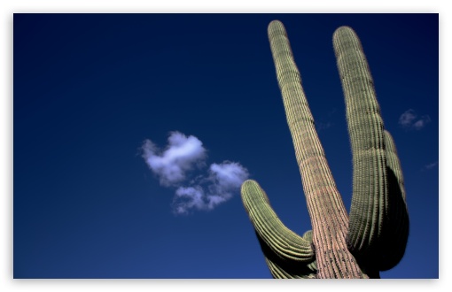 Saguaro Cactus UltraHD Wallpaper for UHD 16:9 2160p 1440p 1080p 900p 720p ; 8K UHD TV 16:9 Ultra High Definition 2160p 1440p 1080p 900p 720p ; Widescreen 16:10 5:3 WHXGA WQXGA WUXGA WXGA WGA ; Fullscreen 4:3 5:4 3:2 UXGA XGA SVGA QSXGA SXGA DVGA HVGA HQVGA ( Apple PowerBook G4 iPhone 4 3G 3GS iPod Touch ) ; Tablet 1:1 ; Mobile 3:4 - ;