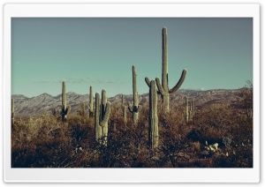 Saguaro National Park East, Arizona Ultra HD Wallpaper for 4K UHD Widescreen desktop, tablet & smartphone