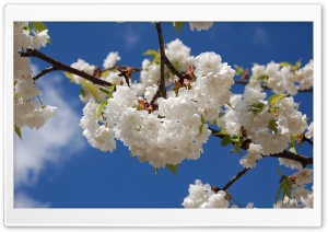Sakura Against The Blue Sky Ultra HD Wallpaper for 4K UHD Widescreen desktop, tablet & smartphone