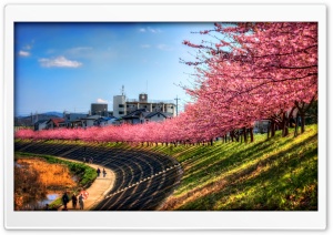 Sakura Along The River Ultra HD Wallpaper for 4K UHD Widescreen desktop, tablet & smartphone